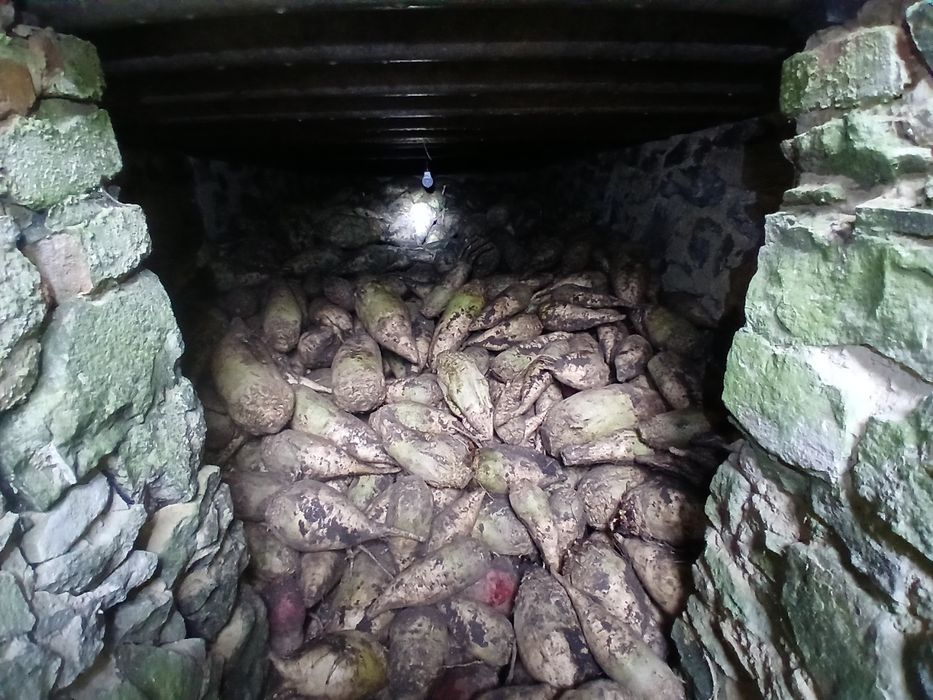 Продається буряк