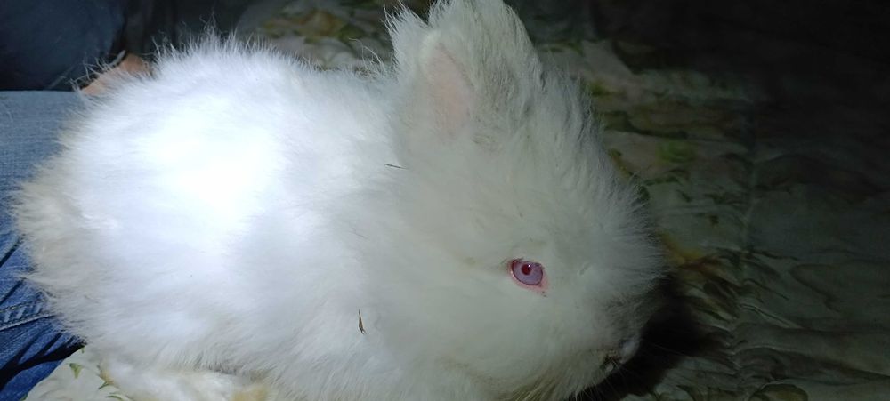 Miniaturki kroliczkow angora