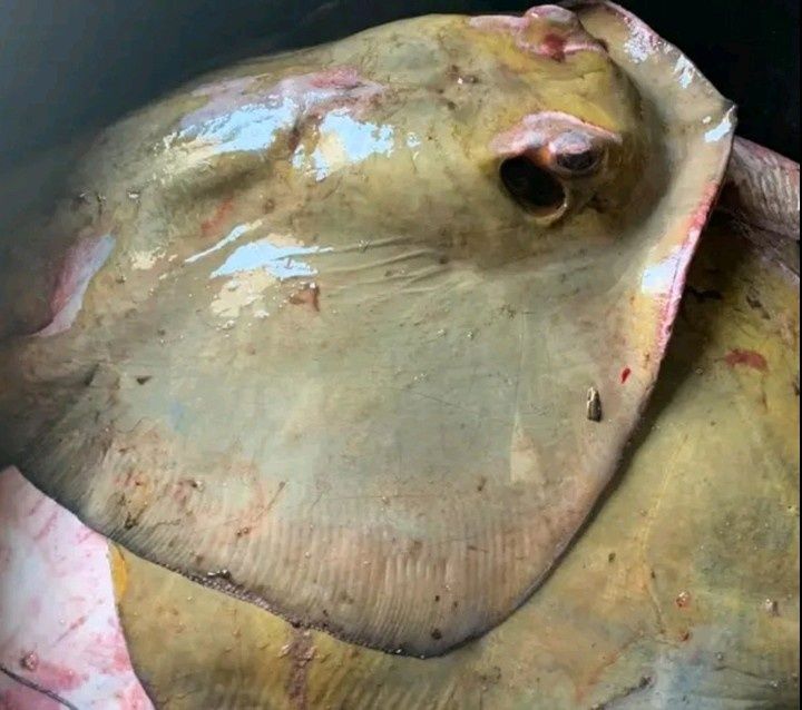 Черноморская креветка,