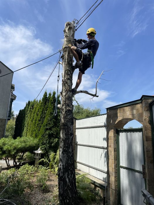 Пиляння дерев Валка дерев Кронування Арборист