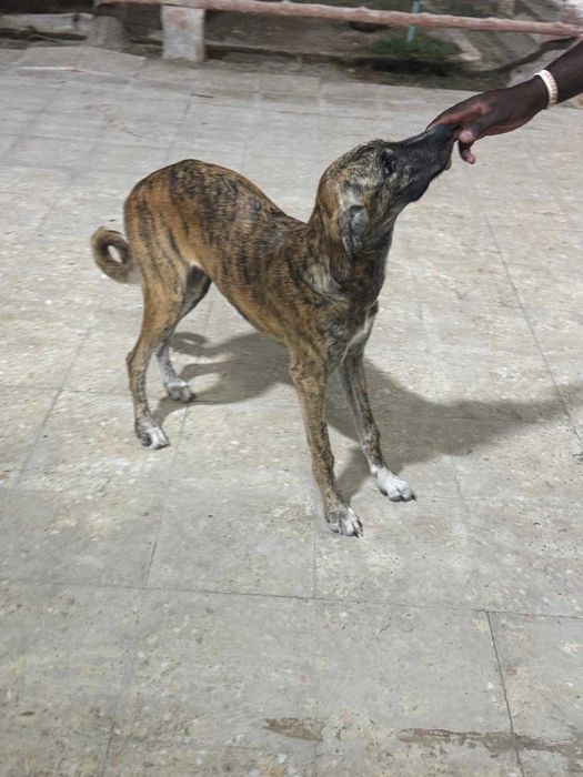 Mocha, szczeniak, pręgowana, mieszaniec charta perskiego saluki