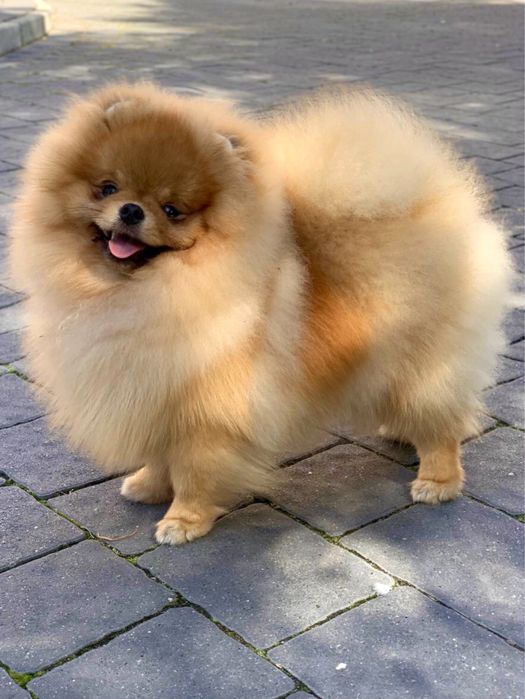 Ляльковий хлопчик КСУ.Львів.