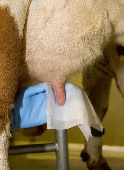 Ręczniki Chusteczki Papier Do Wymion Mokre 800szt, w wiaderku