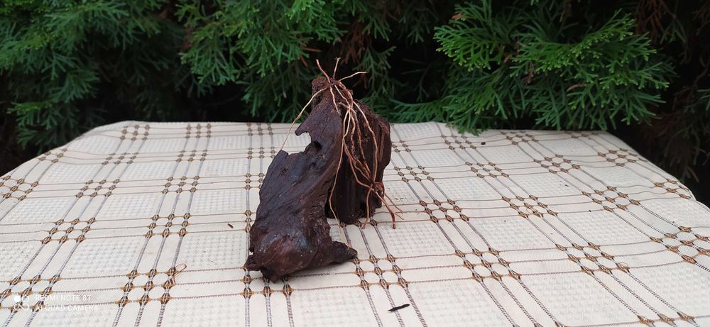 Korzeń mangrowca do akwarium-tonący!