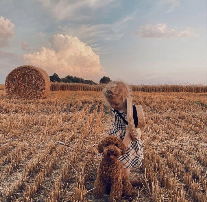 Продаж ексклюзивних пуделят є той та тікапи