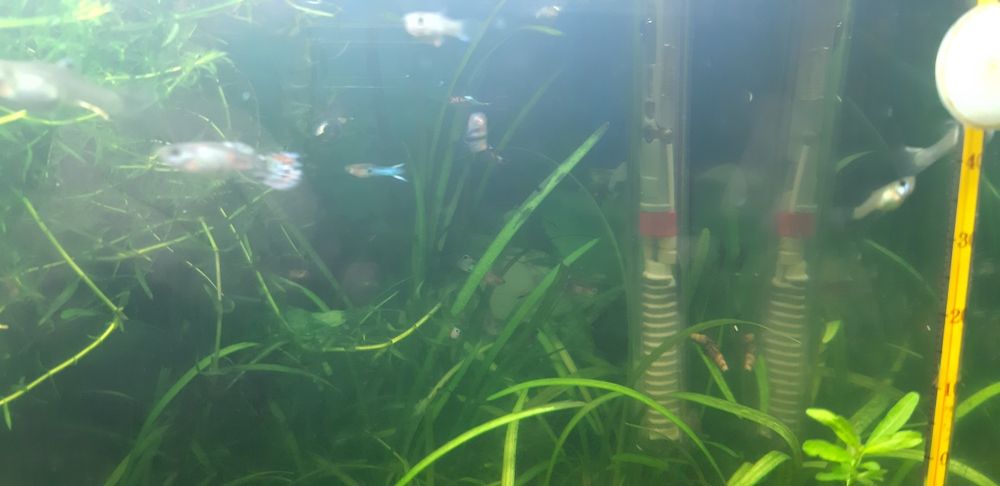 Vendo guppys cruzados de blue grass