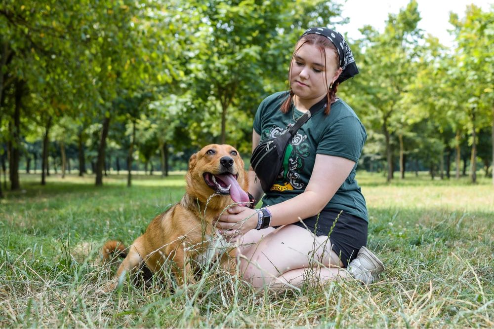 Apik- rudy młody wesoły piesek do adopcji