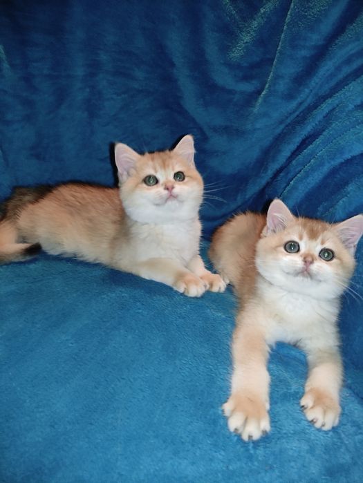 По літній ціні пропонується діточки британці золотої шиншили