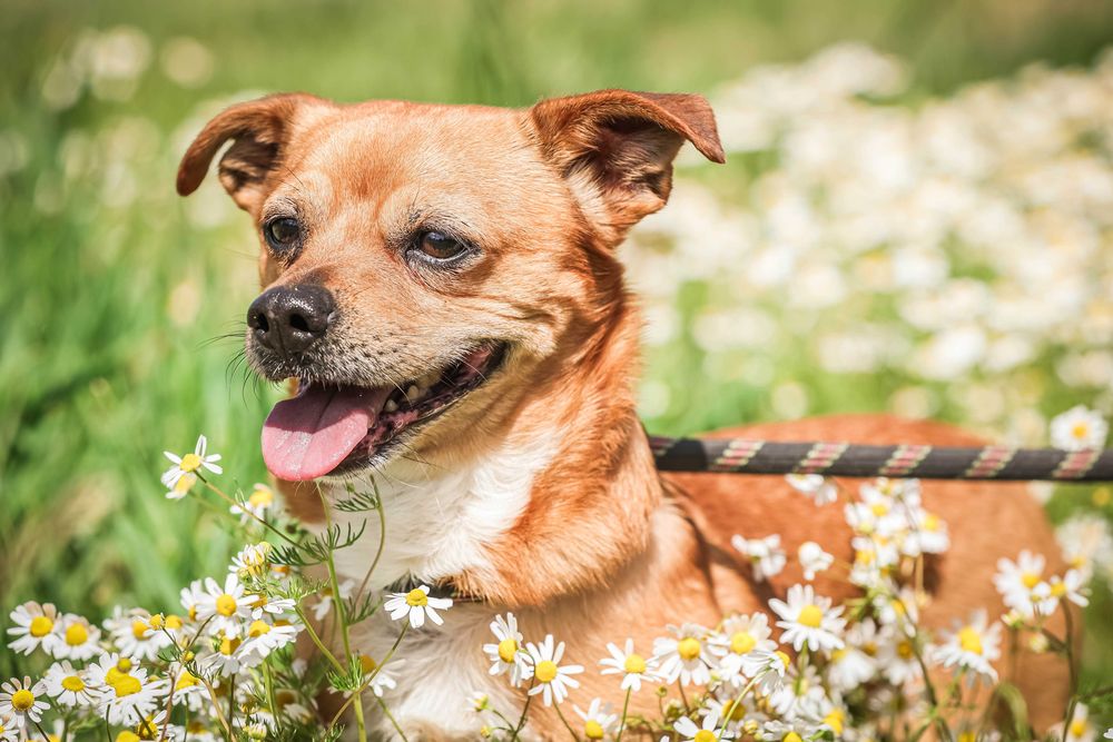 Niewielki Shaggy szuka domu- 6lat