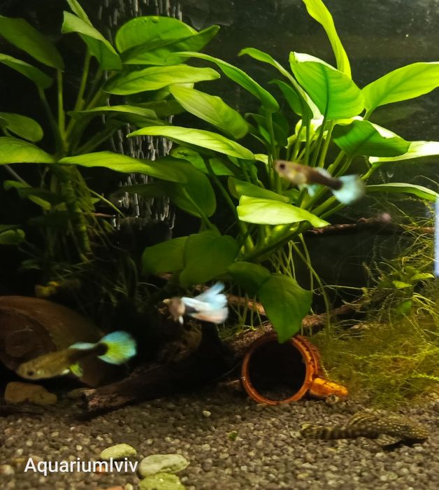 Молодь Гупі дамбо