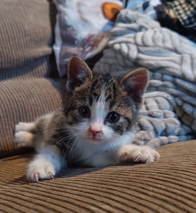 Malutka kotka szuka domu, została tylko ona z rodzeństwa