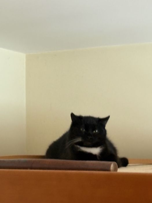 Kocurki do adopcji