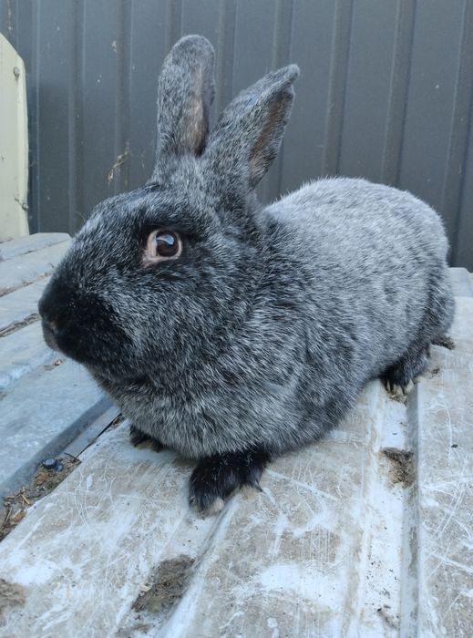 Кролі ПС кроленята