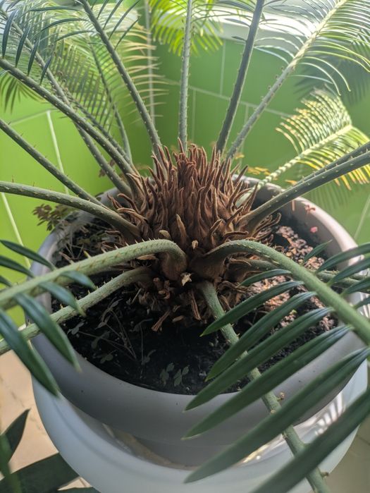 Продам великій Цикас