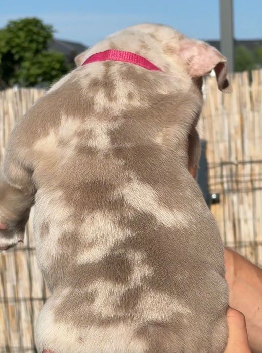 American bully Micro