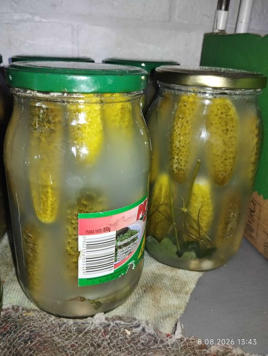 Ogórki kiszone sezon 2016