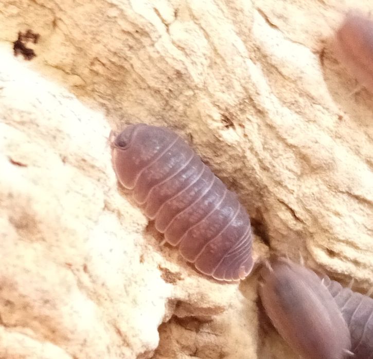 Isopods. "Bichos da conta".