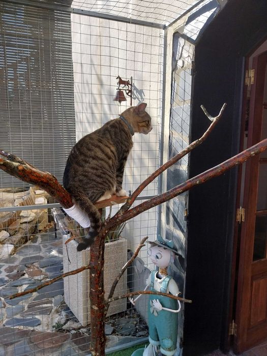 Pet Sitter - Hospedagem Familiar para Cães e Gatos