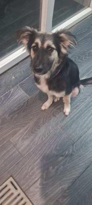 Собака в заботливые руки