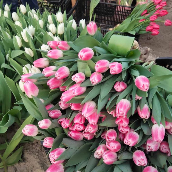 Тюльпан оптом и в розницу подарки 8 марта