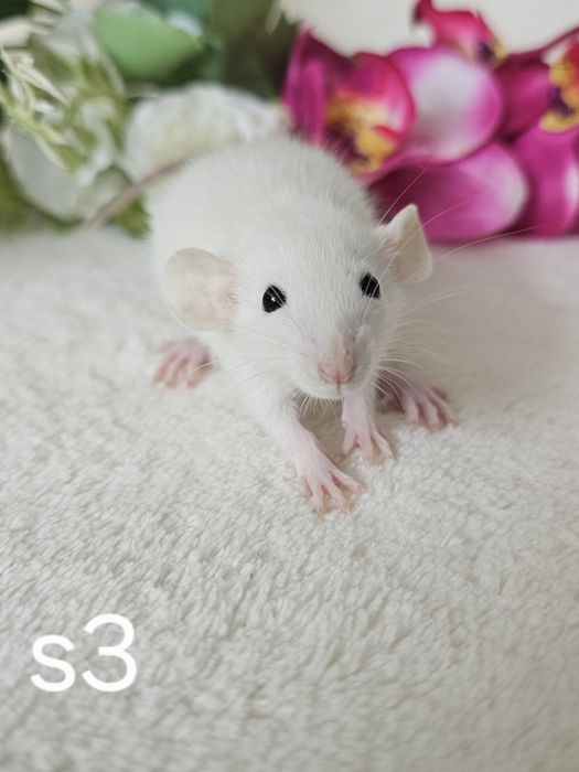 Szczurki szczurek szczury