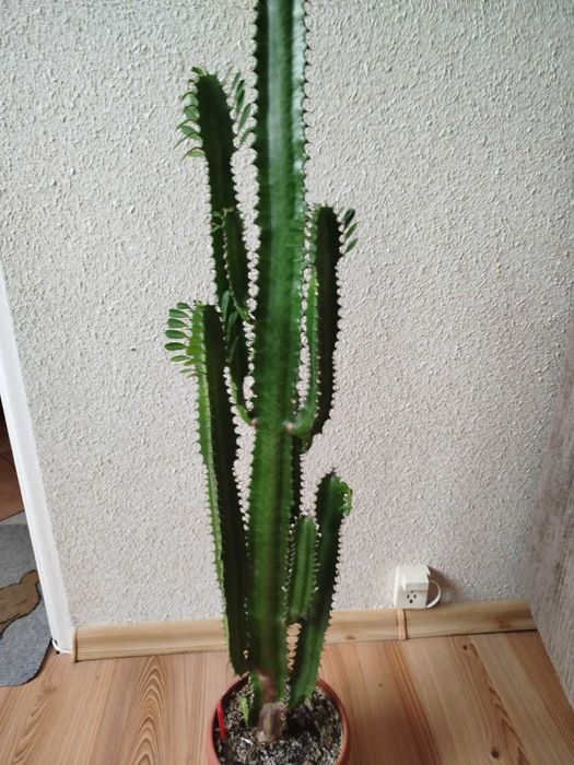 Wilczomlecz kaktus 115 cm