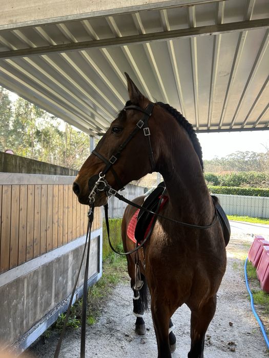 Vendo dois cavalos