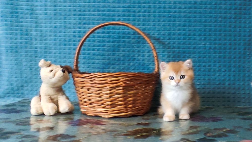 Шотландські завуальовані кошенята