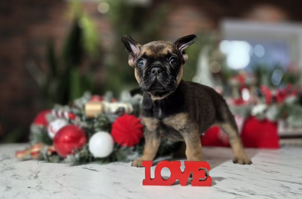 BAMBI dziewczynka buldog francuski dostępna do rezerwacji