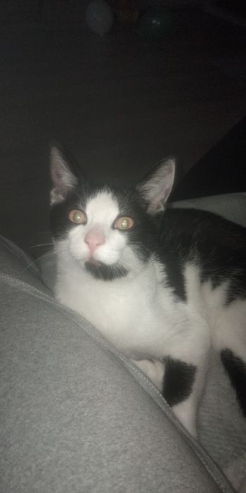 Oddam kotka w dobre ręce