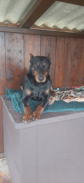 В'язка, доберман