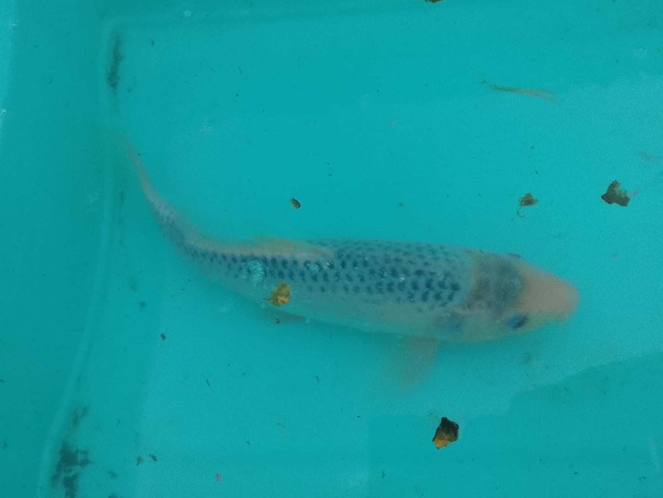 Vendo carpas koi
