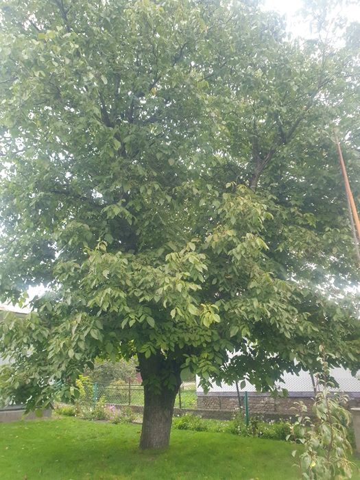 Зрізати горіх. Крона 10-12м