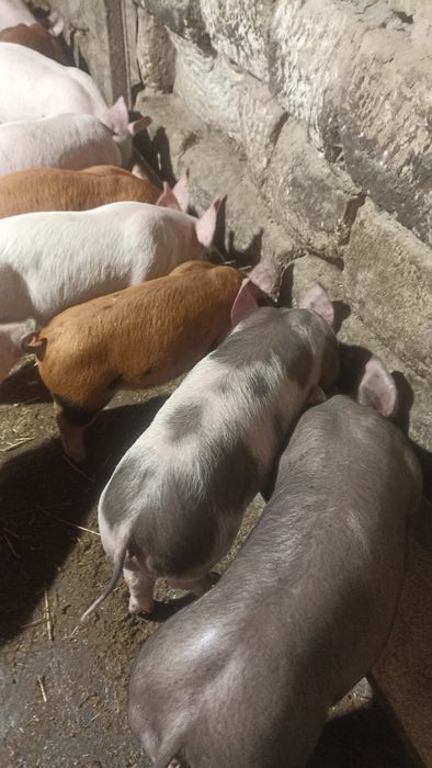 Продам малих поросят