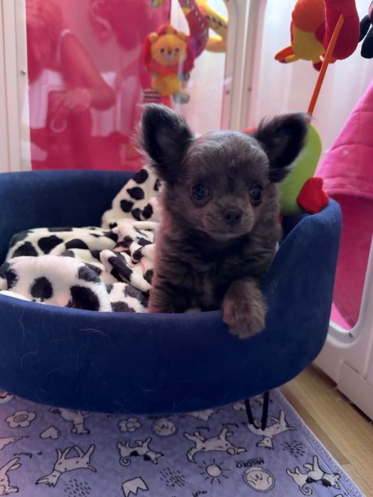 Chihuahua długowłosa ZKwP