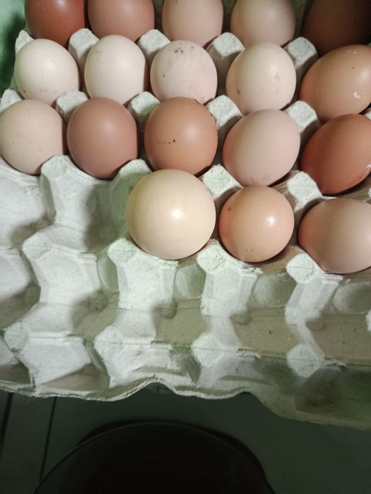 Продам домашні яйця