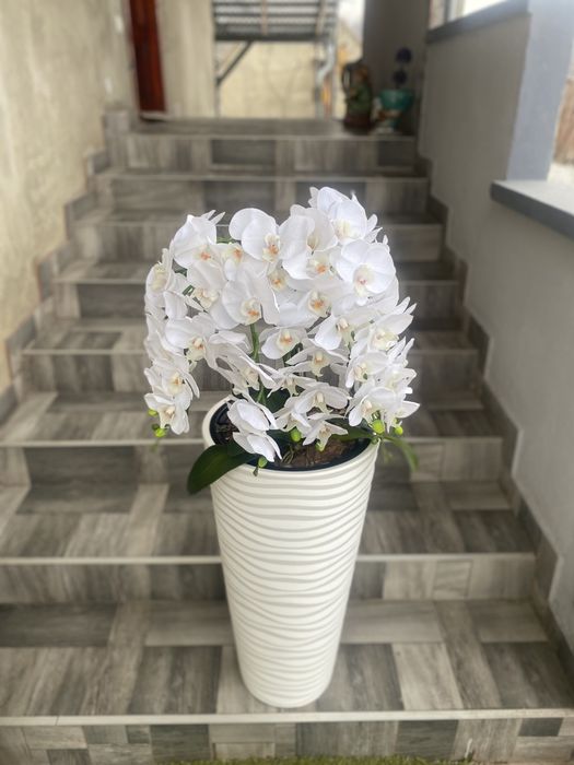 Латексні орхідеї