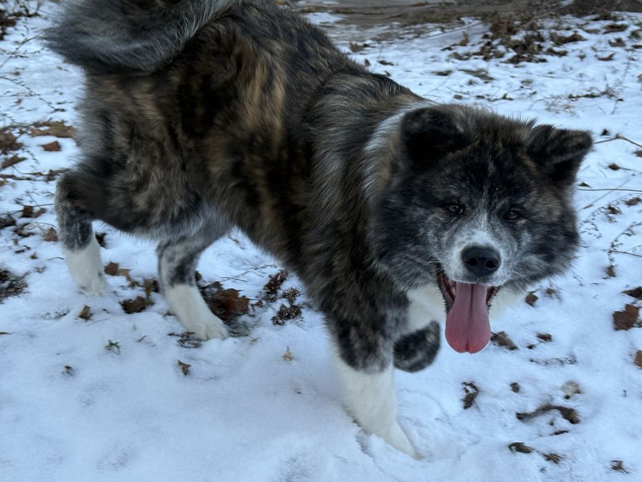 Sunia Japońska Akita Inu Gotowa Do Odbioru