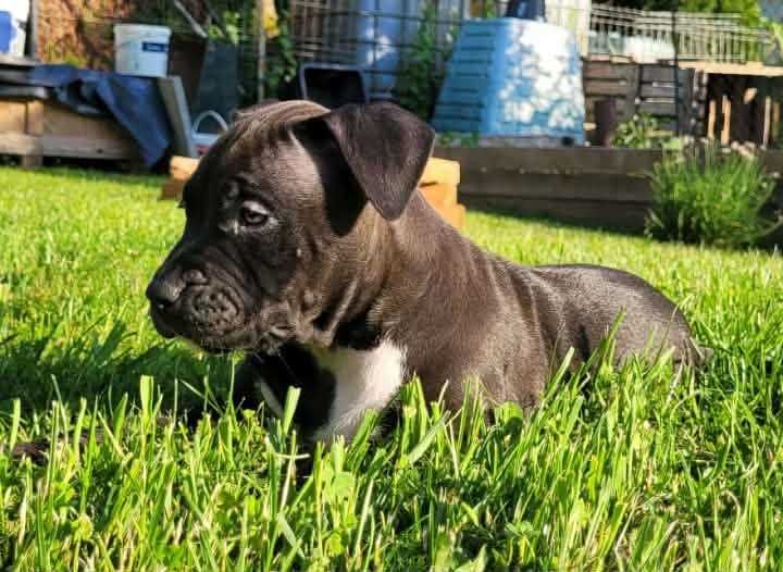 American Bully suczka ABKC