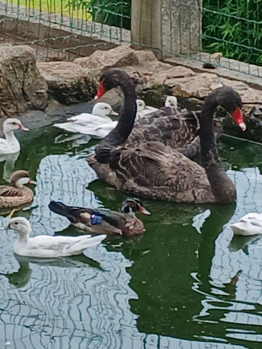 Tenho cisnes pretos e vários patos disponíveis