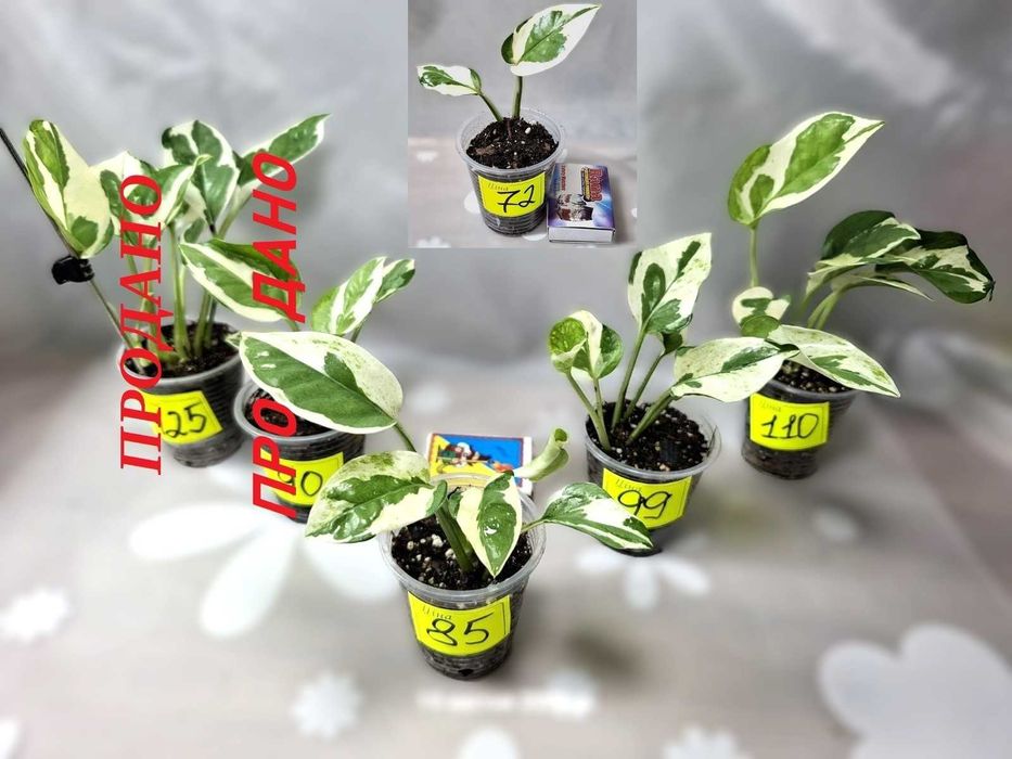 ‼️Колекція епіпремнумів/сциндапсусів