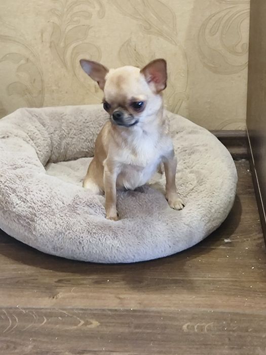 Супер міні дівчина чихуахуа