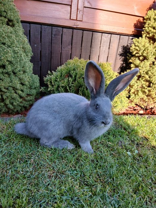 Srokacz niemiecki niebieski