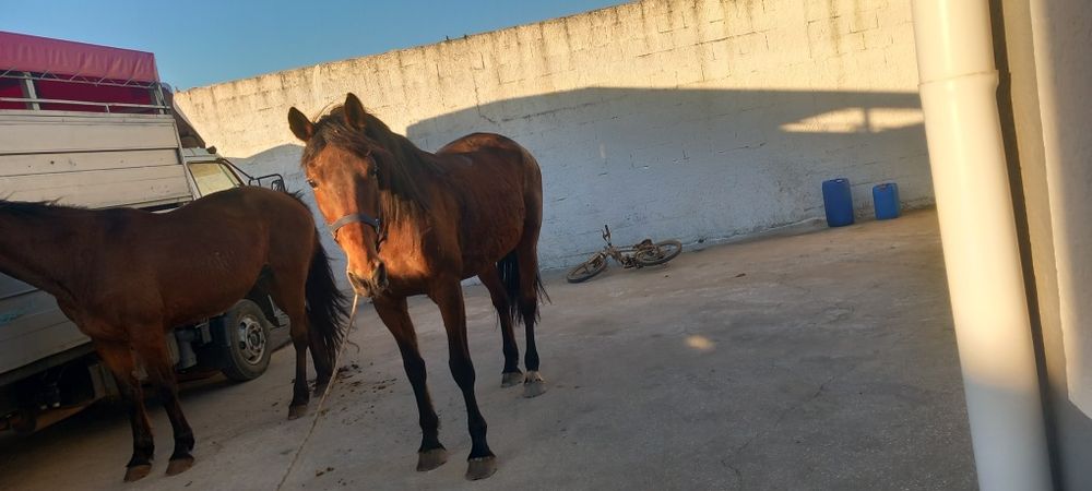 Egua grande muito mansinha e calma  ideal para  qualquer pessoa