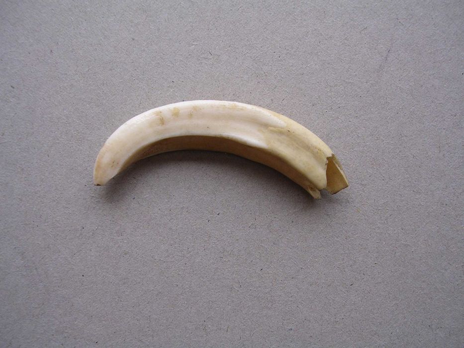 Stary kieł szabla dzika