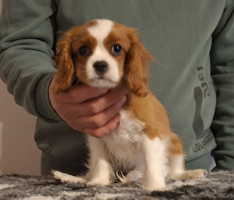 Cavalier King Charles Spaniel ZKwP FCI KRAKÓW