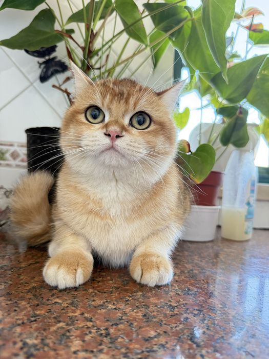 Macho british shorthair