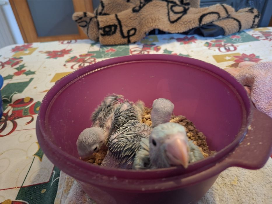 Ring nek domesticados