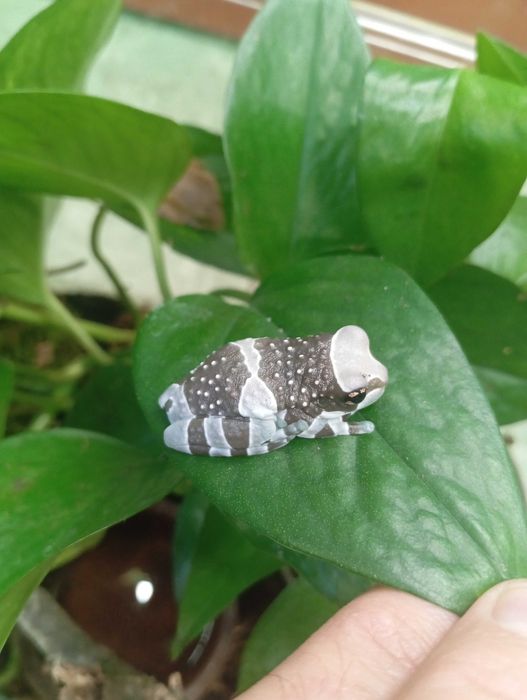 Rzekotka żabia Trachycephalus resinifictrix