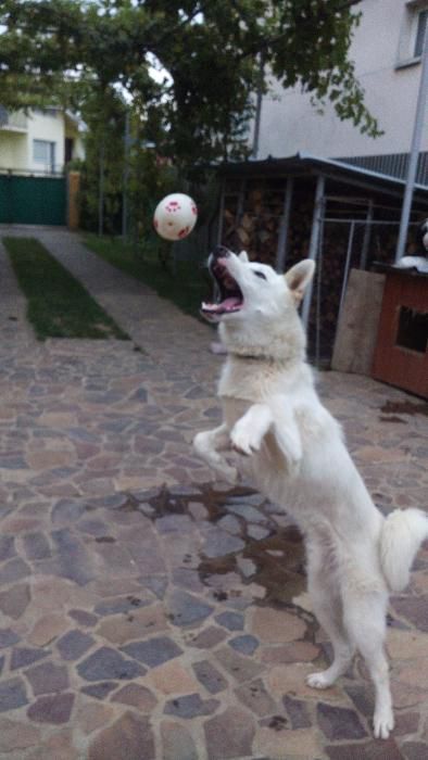 Вязка Західно-сибірська лайка кобель